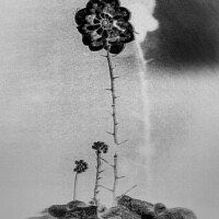 MACCAMLEY Philemon Maccamley Philemon