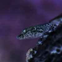 Laura A3 Lézard Négatif