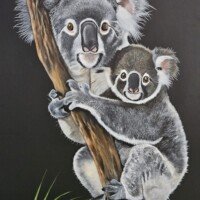 Murielle koalas
